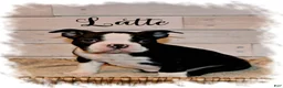 Boston Terrier dogs for sale: Boston Terrier Puppy 2 - Ad 2