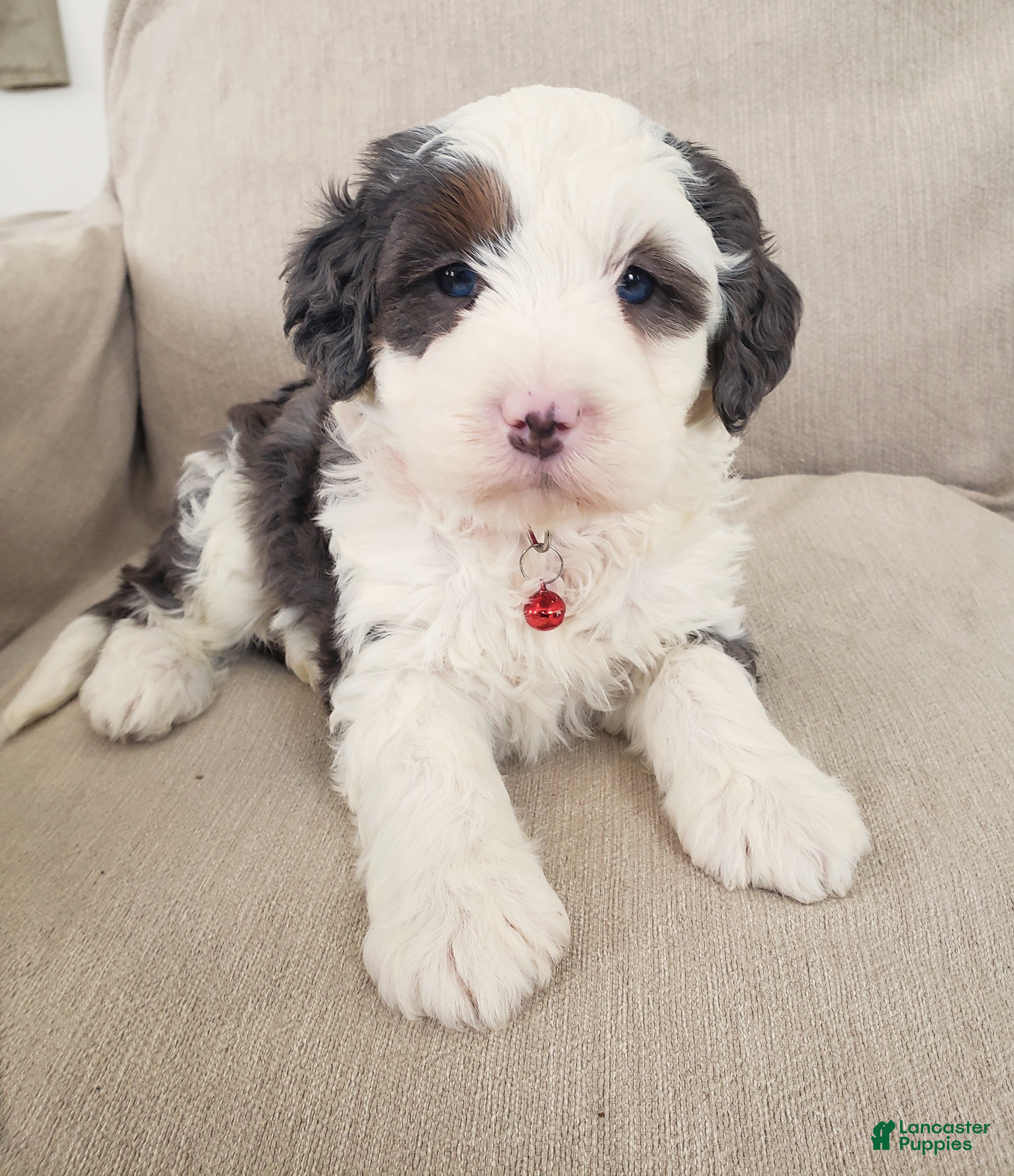 Mini Bernedoodle dogs Duke - Ad 31