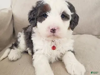 Mini Bernedoodle dogs Duke - Ad 31