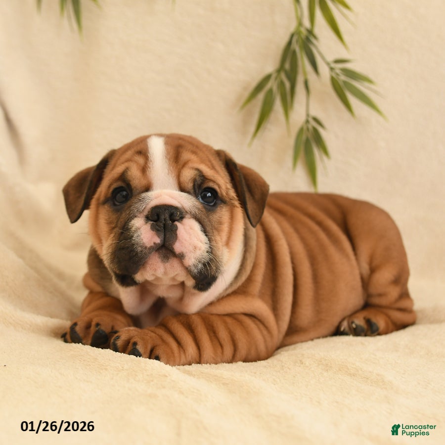 English Bulldog dogs Bella   - Ad 6