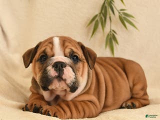 English Bulldog dogs Bella - Ad 6