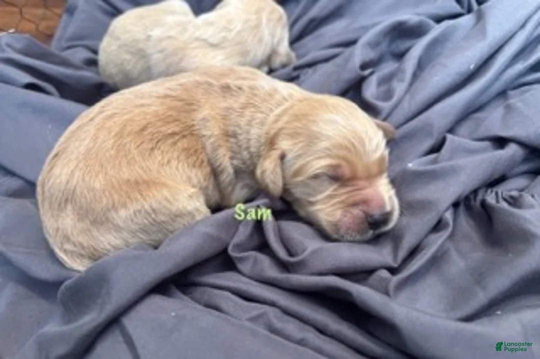 Golden Retriever dogs for sale: Sam - Ad 2