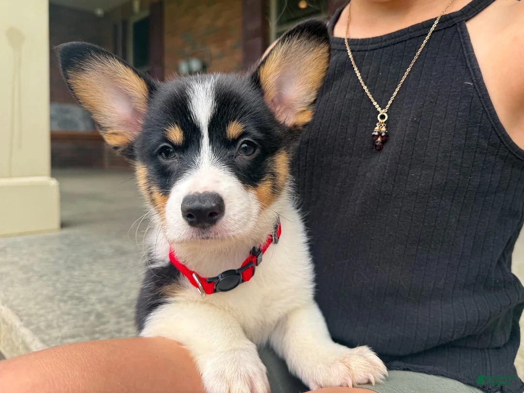 Welsh Corgi Pembroke dogs for sale: Poppy - Ad 2