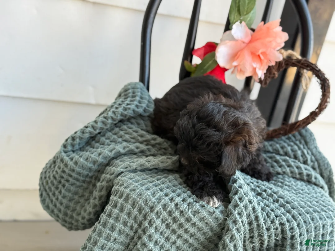 Shihpoo dogs for sale: Greta - Ad 7