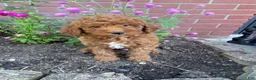 Miniature Poodle dogs for sale: Sadie - Ad 10