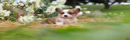 Welsh Corgi Pembroke dogs for sale: Myla - Ad 5