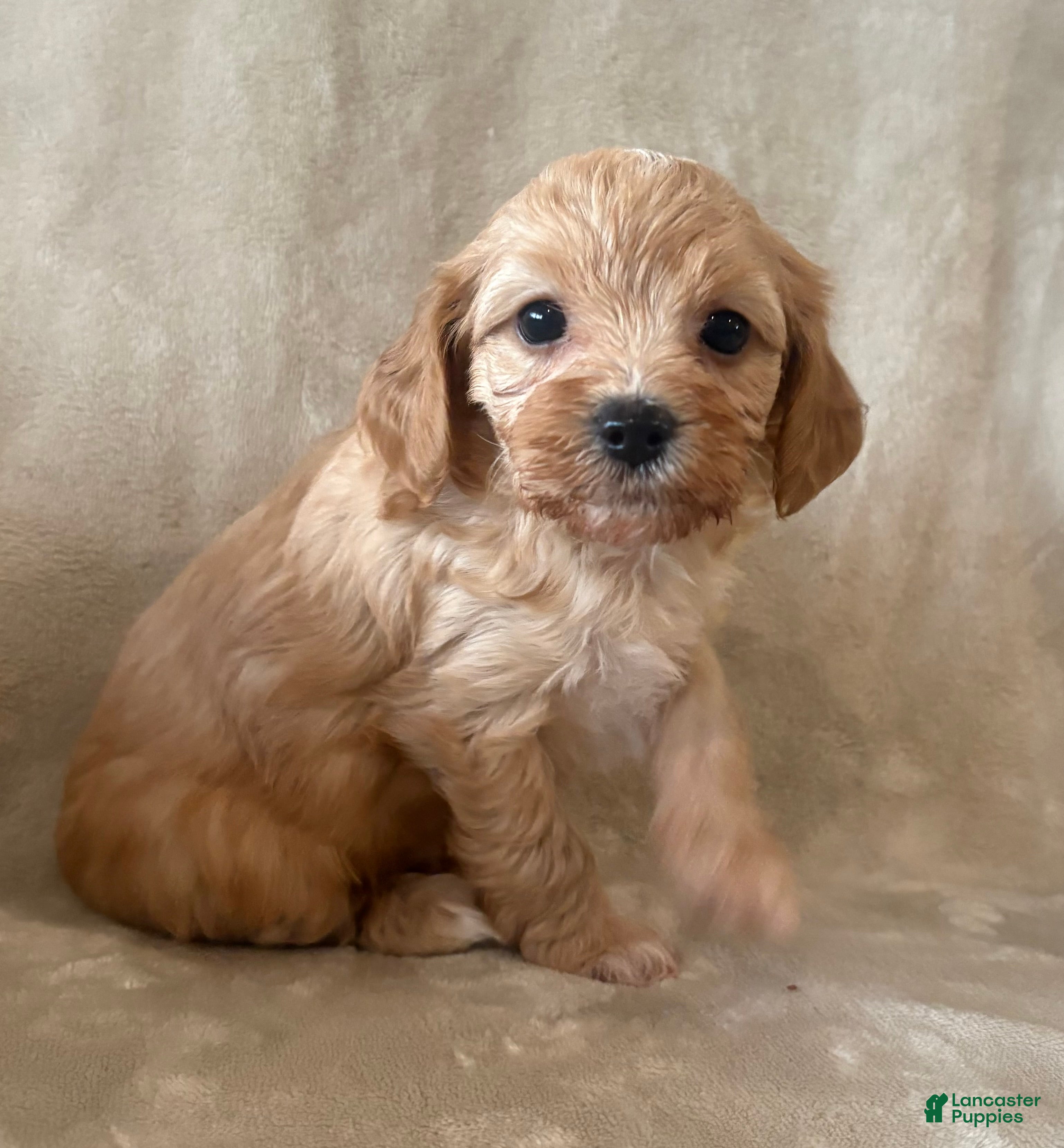 Maltipoo dogs Truffle - Ad 1