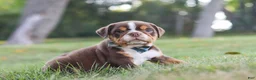 Beabull dogs for sale: Rocket - Ad 3