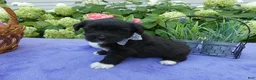 Bichpoo dogs for sale: Bichpoo 1 Rolo - Ad 3
