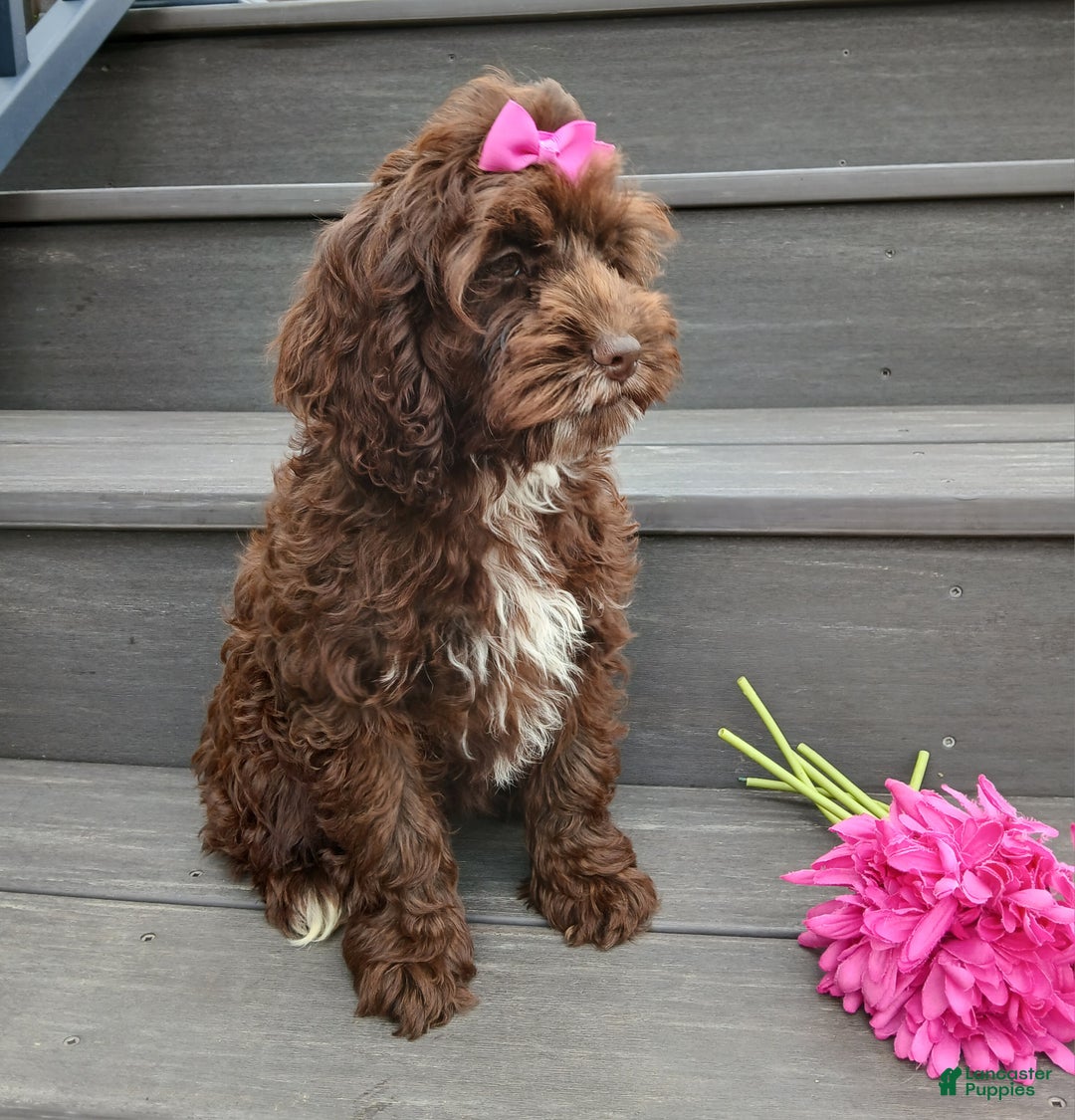 Cockapoo dogs for sale: Sylvie - Ad 6