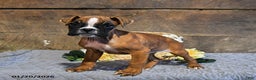 Boxer dogs for sale: Niko - Ad 3