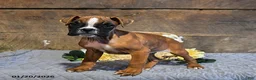 Boxer dogs for sale: Niko - Ad 3