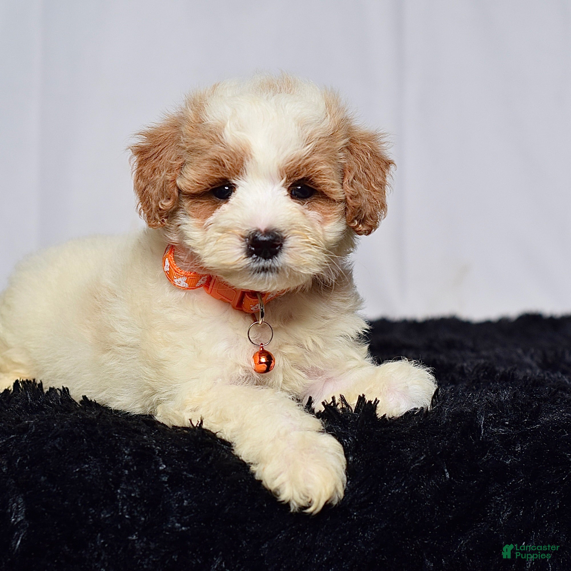 Mini Goldendoodle dogs Mr. Lenny - Ad 2