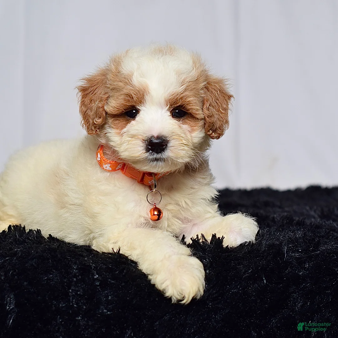 Mini Goldendoodle dogs for sale: Mr. Lenny - Ad 2