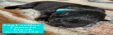 Teal collar
