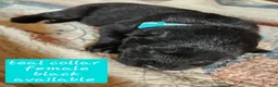 German Shepherd dogs for sale: Teal collar - Ad 1