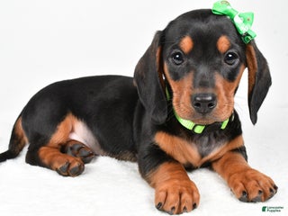 Miniature Dachshund dogs - Ad 10