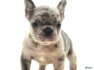 Mixed Breed dogs Hollywood merle blue - Ad 26