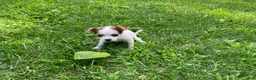 Chihuahua dogs for sale: Willow - Ad 6