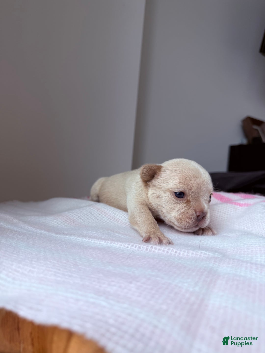 French Bulldog dogs for sale: Prada - Ad 4