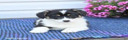 Welsh Corgi Pembroke dogs for sale: Crystal - Ad 4