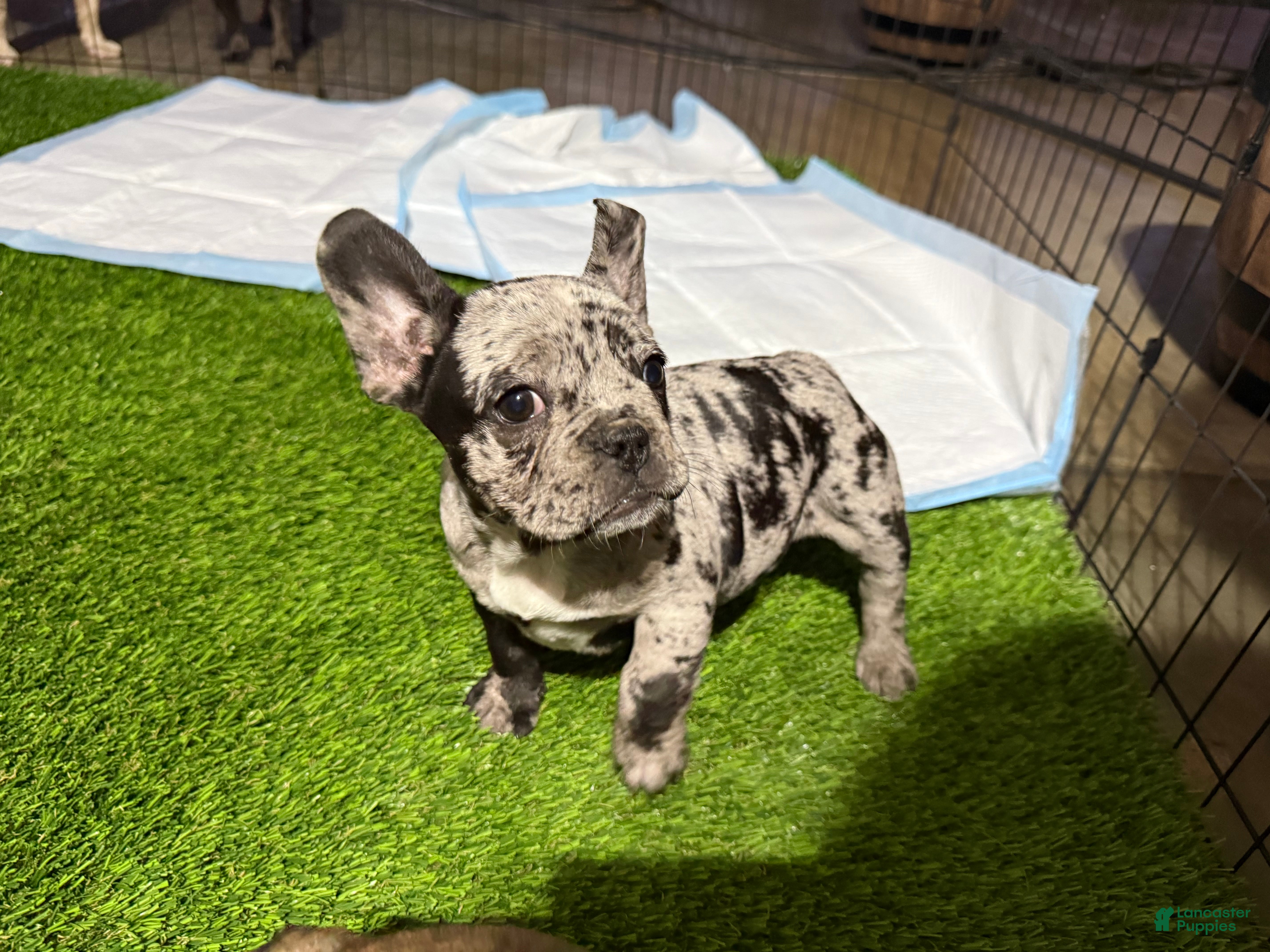 French Bulldog dogs Daisy - Ad 21