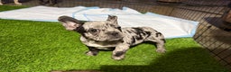 French Bulldog dogs for sale: Daisy - Ad 1