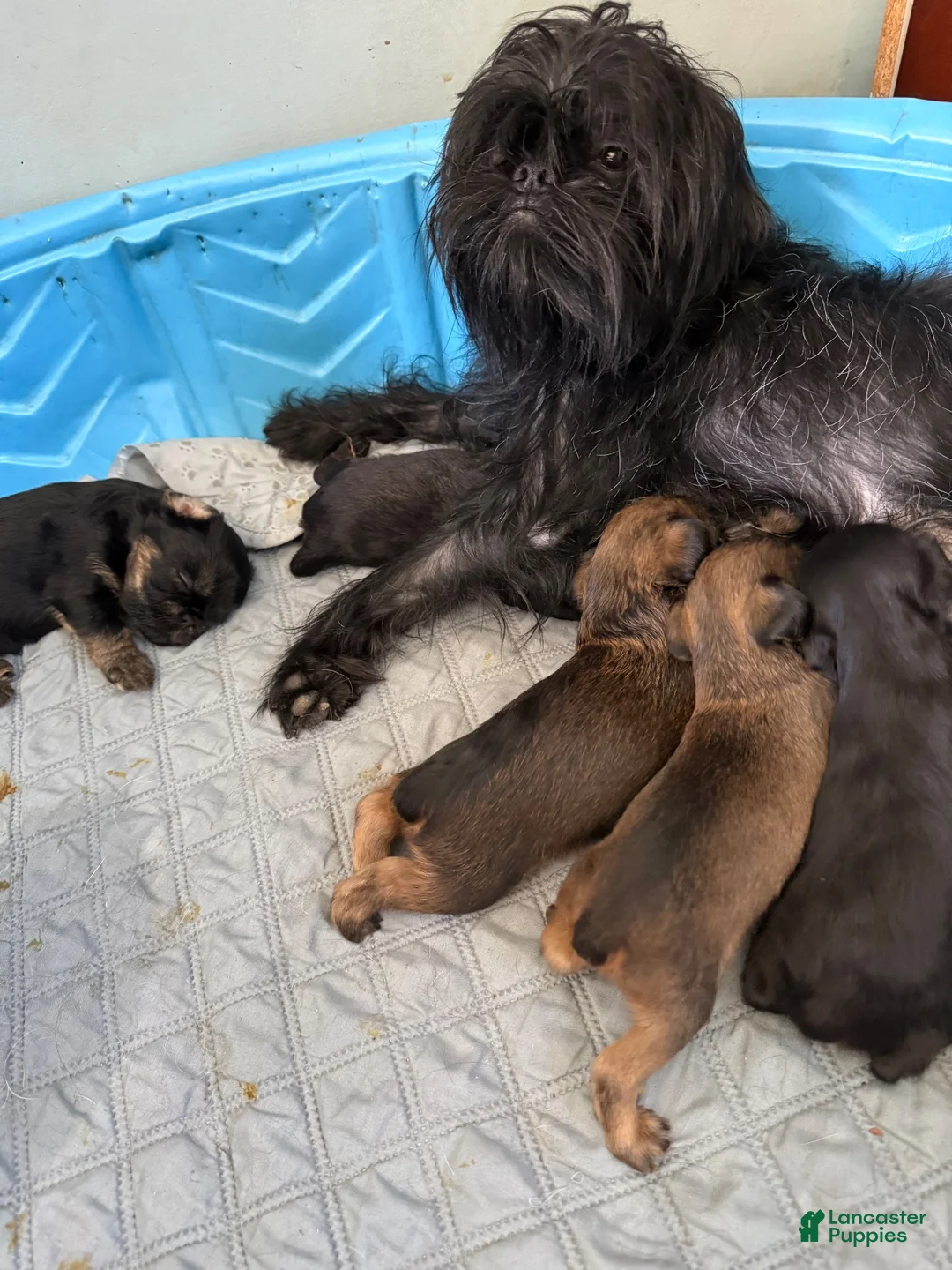 Brussels Griffon dogs for sale: Farrah - Ad 6