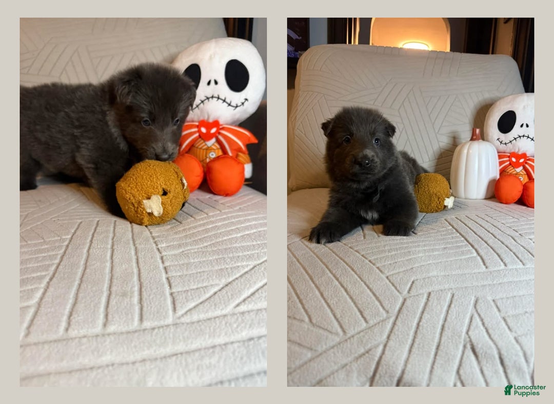 German Shepherd dogs for sale: Hickory - Ad 1