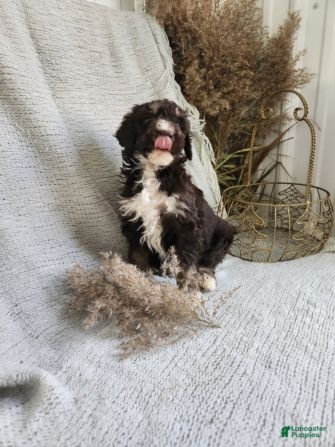 Bernedoodle dogs for sale: Logan - Ad 2
