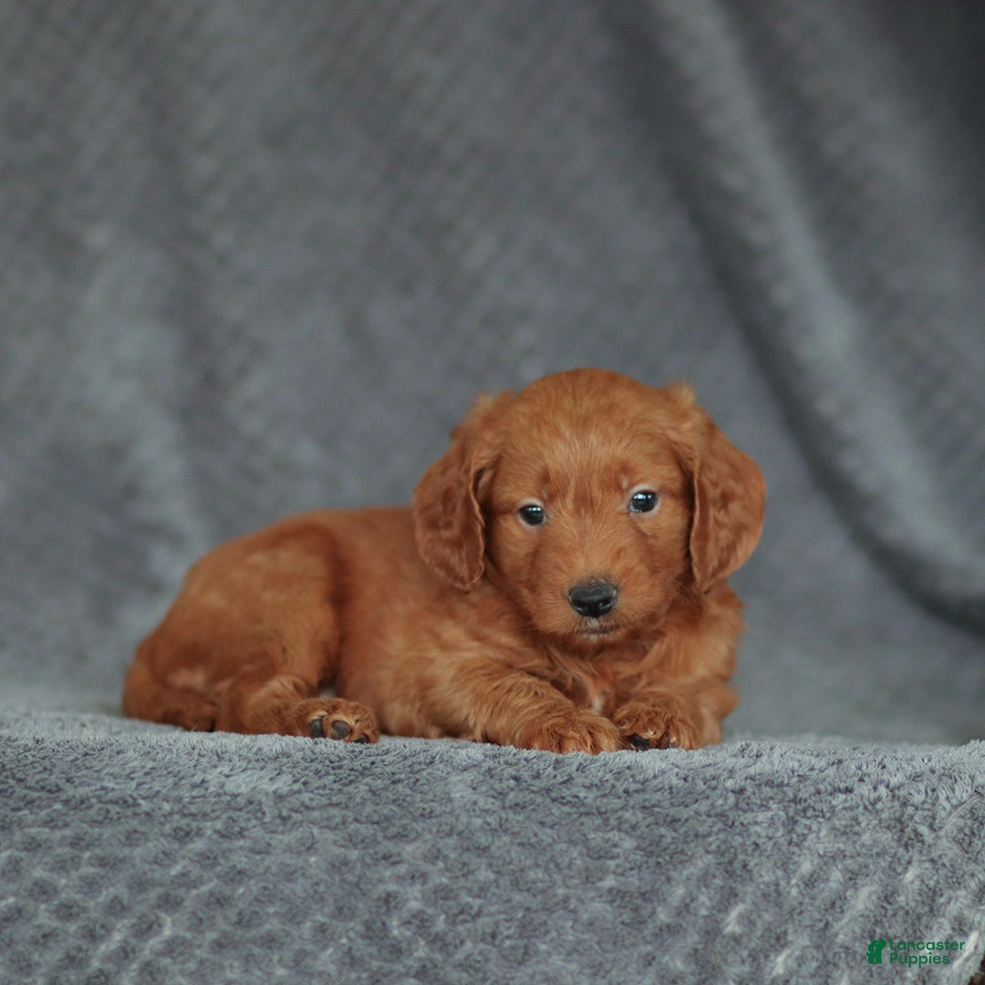 Mini Goldendoodle dogs for sale: Robin - Ad 5