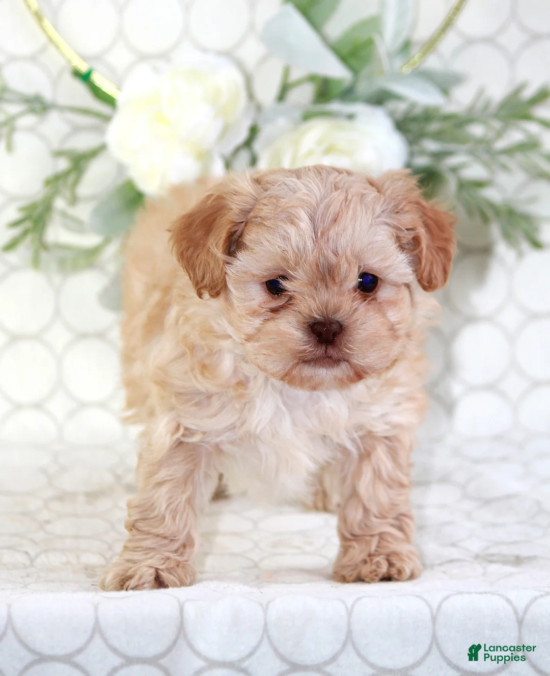 Shihpoo dogs for sale: Ava - Ad 4