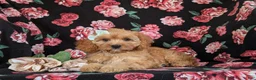 Cavapoo dogs for sale: Tootsie - Ad 6