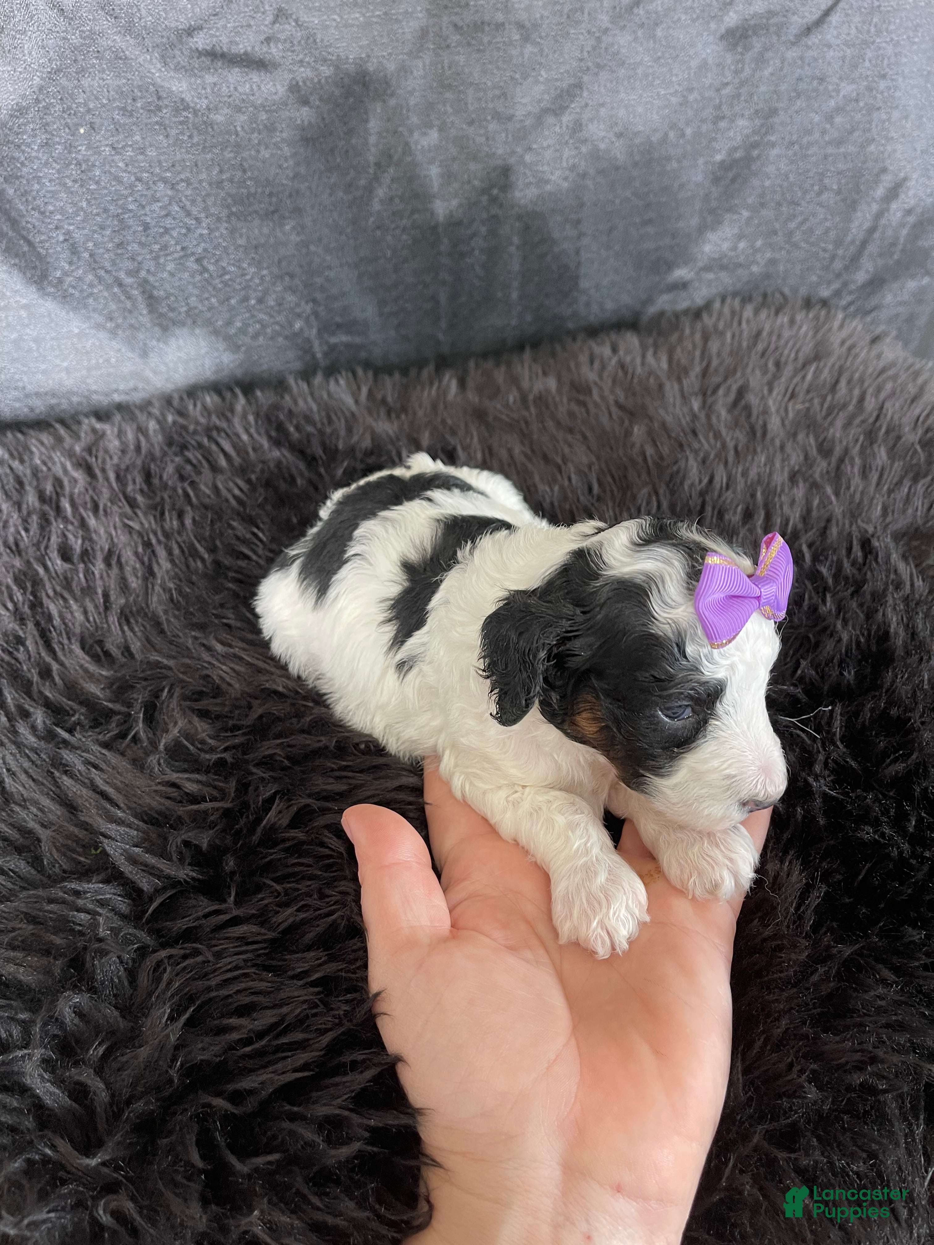 Miniature Poodle dogs Akc Clear Purple Bow - Ad 3