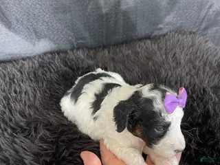 Miniature Poodle dogs Akc Clear Purple Bow - Ad 3