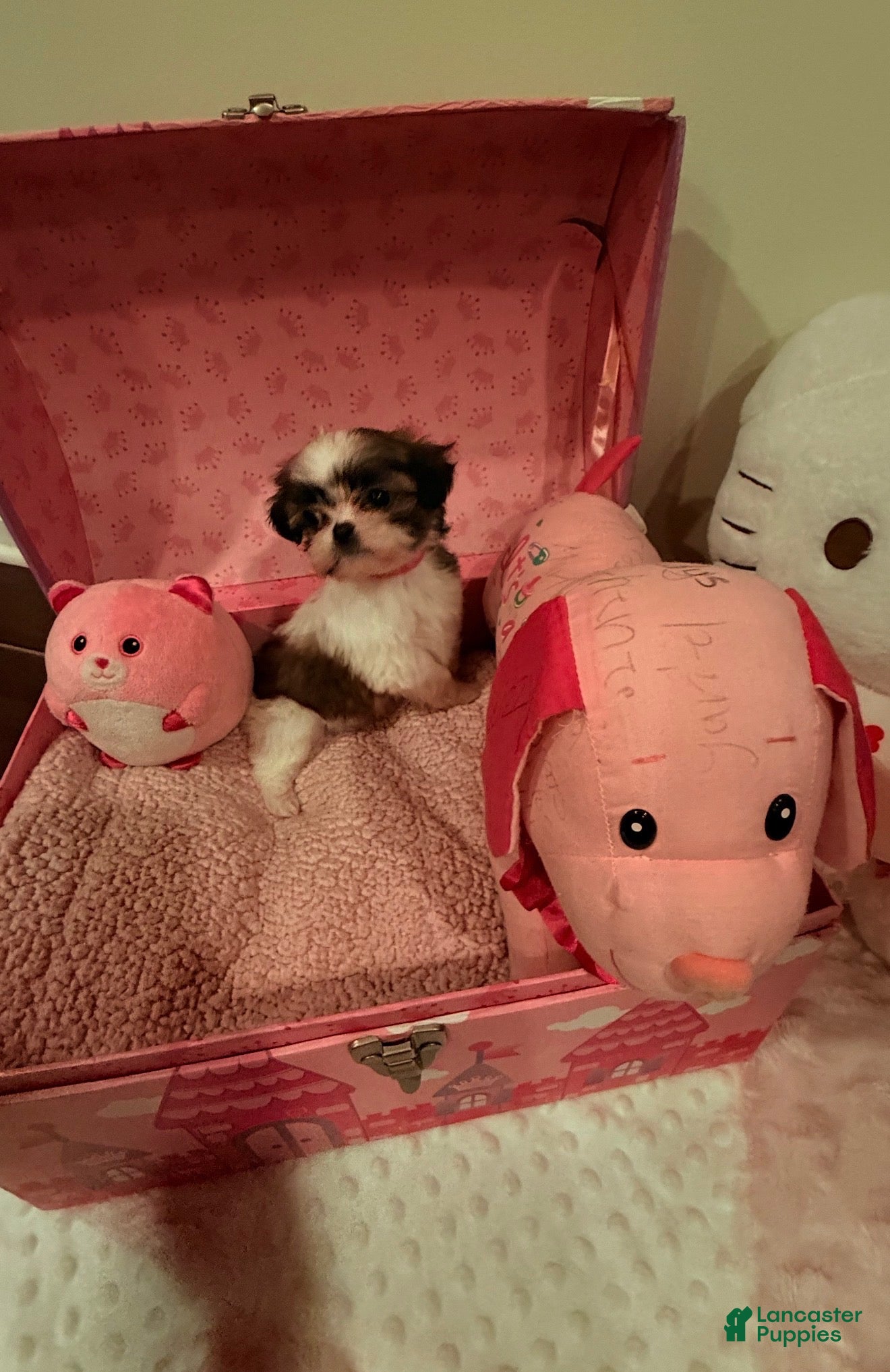 Shih Tzu dogs Shih Tzu Puppy 2 - Ad 20