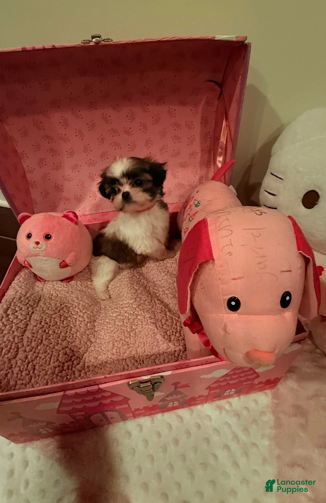 Shih Tzu dogs for sale: Shih Tzu Puppy 2 - Ad 1