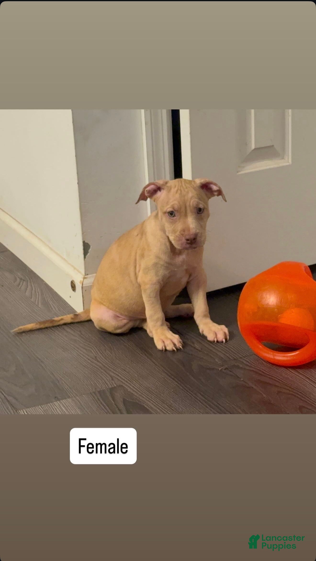 American Pit Bull Terrier dogs American Pit Bull Terrier 5 - Ad 26