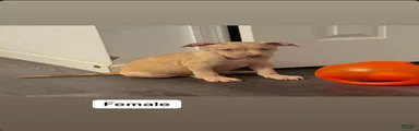 American Pit Bull Terrier 5
