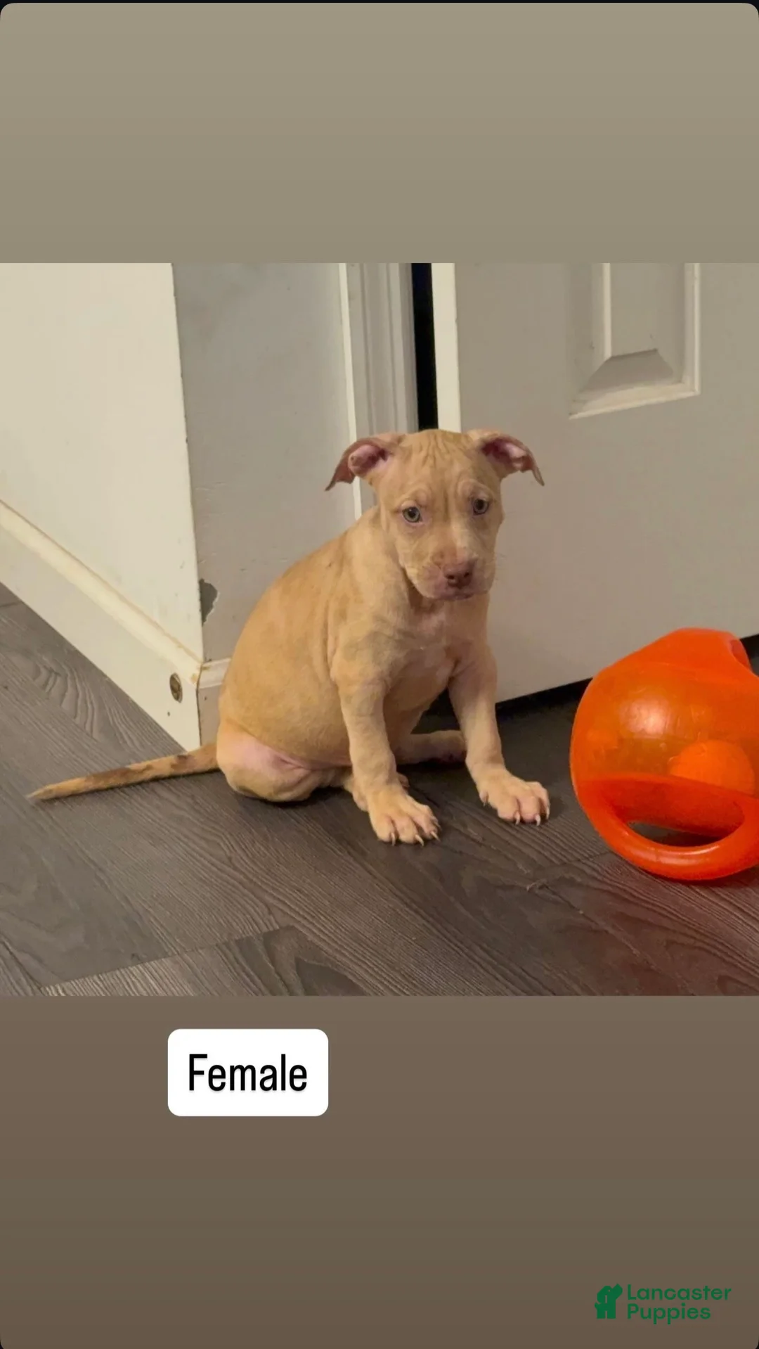 American Pit Bull Terrier dogs for sale: American Pit Bull Terrier 5 - Ad 1