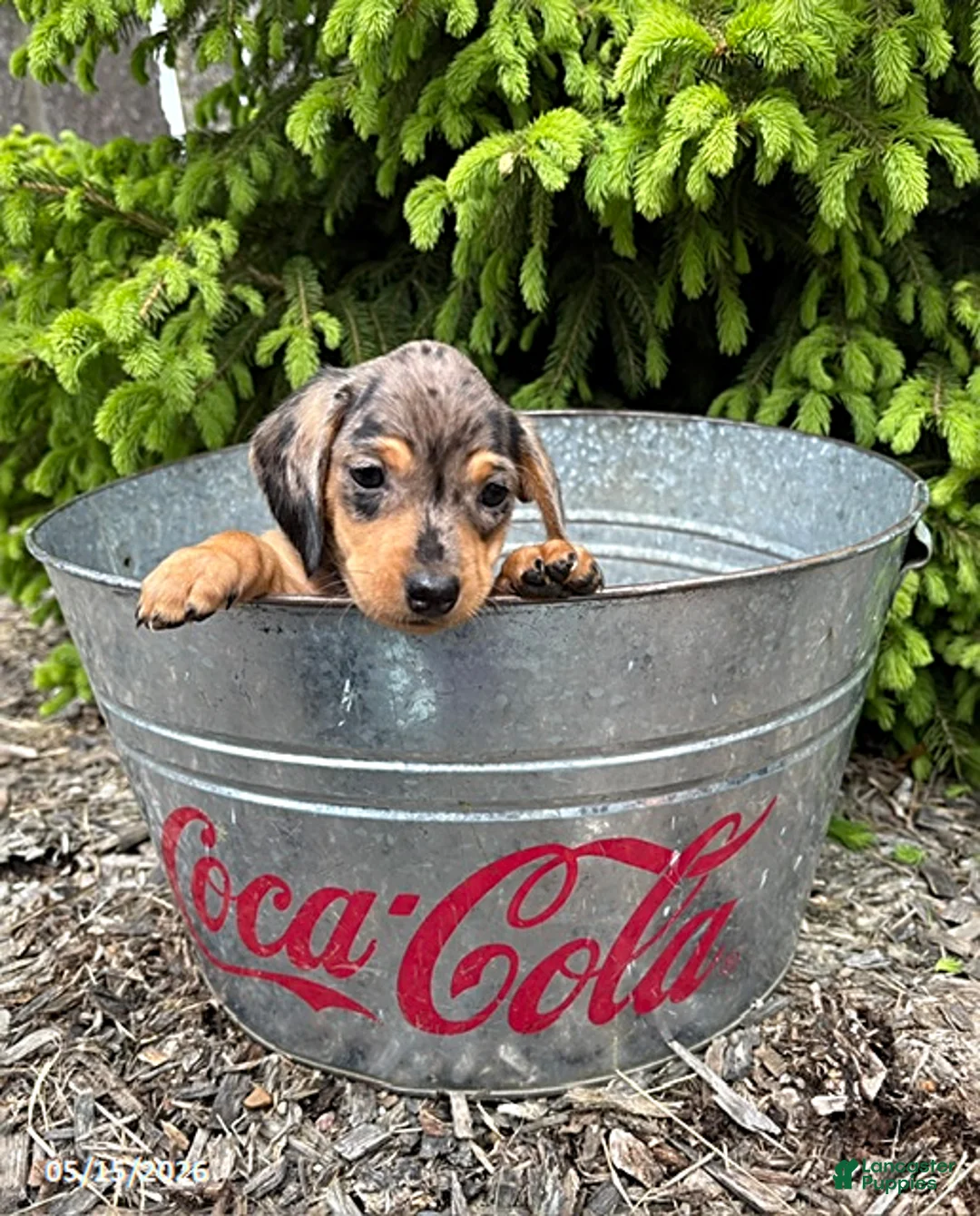 Dachshund dogs for sale: Evie - Ad 2