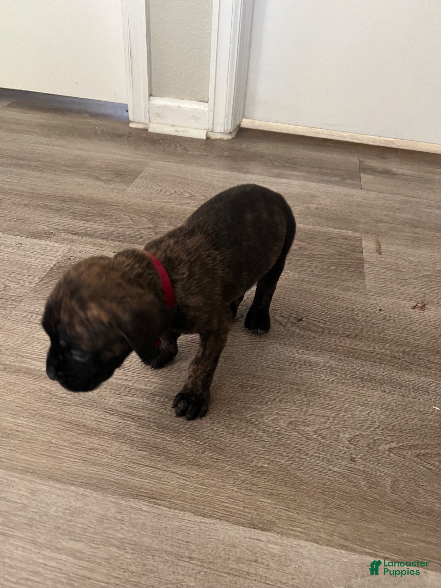 Cane Corso dogs Cane Corso 2 - Ad 1