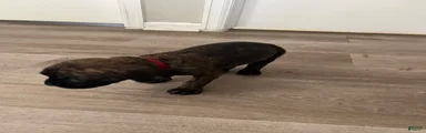 Cane Corso 2
