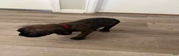 Cane Corso dogs for sale: Cane Corso 2 - Ad 1