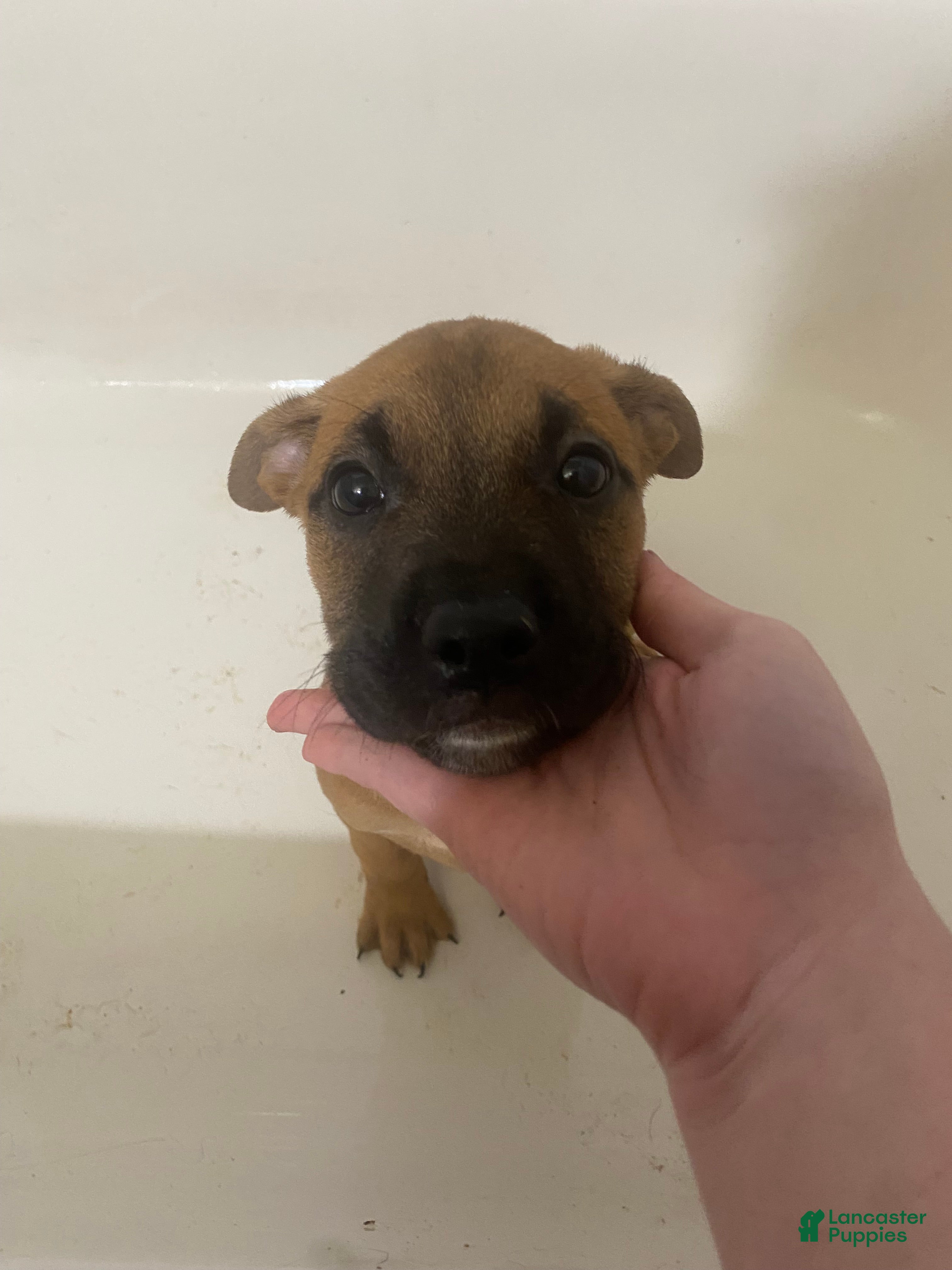 Mixed Breed dogs Gunhild - Ad 35