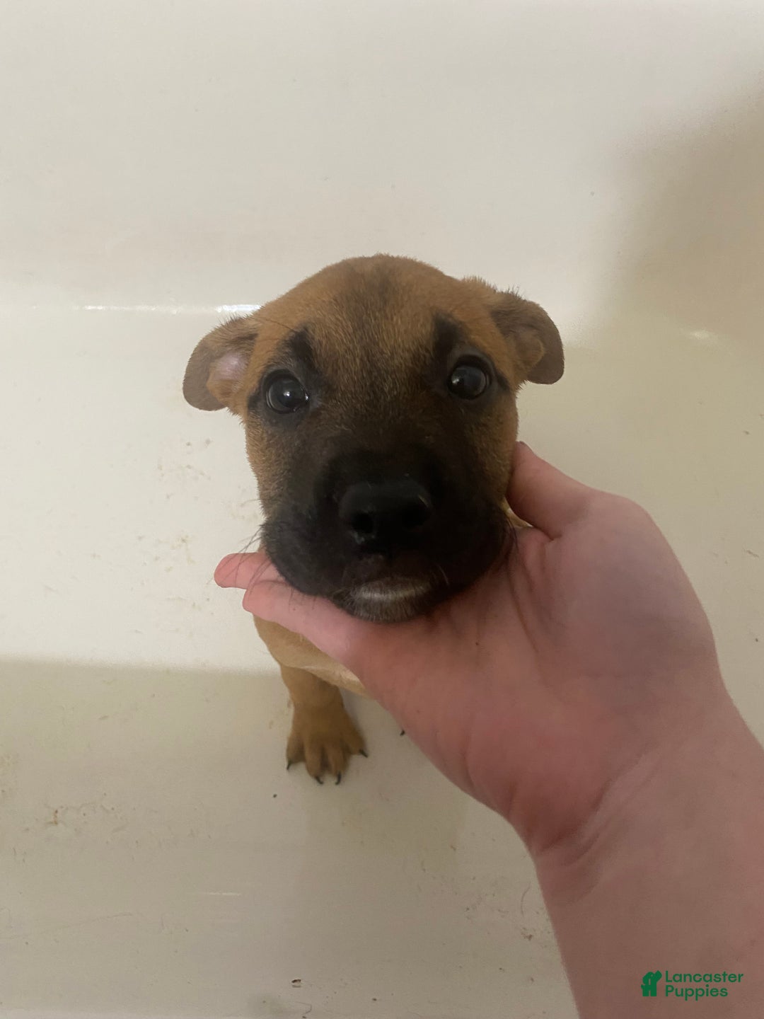 Mixed Breed dogs for sale: Gunhild - Ad 1