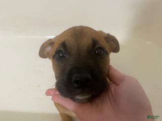 Mixed Breed dogs Gunhild - Ad 6