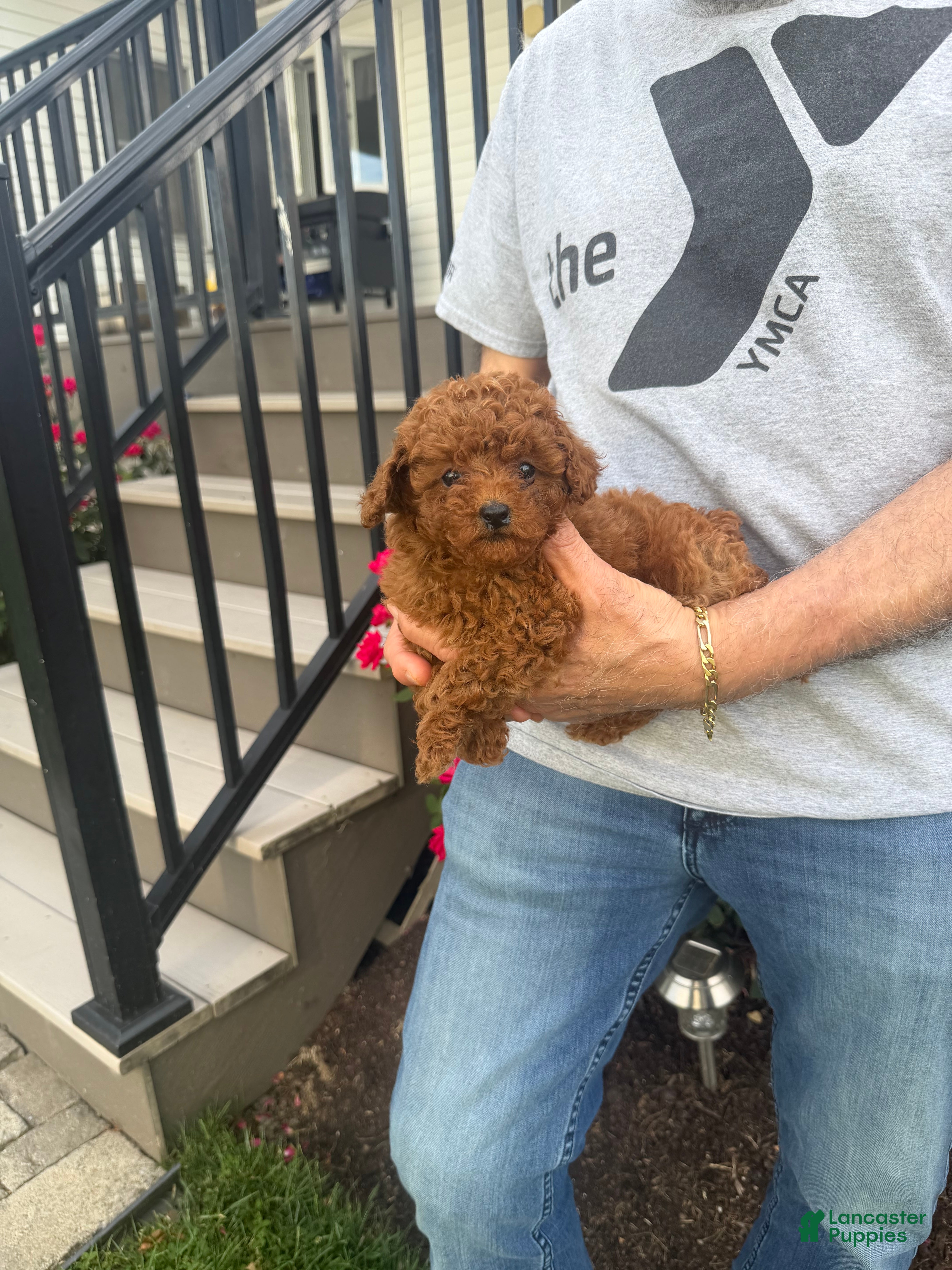 Toy Poodle dogs Toy Poodle 4 - Ad 25
