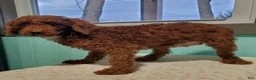 Miniature Poodle dogs for sale: Hilda - Ad 9