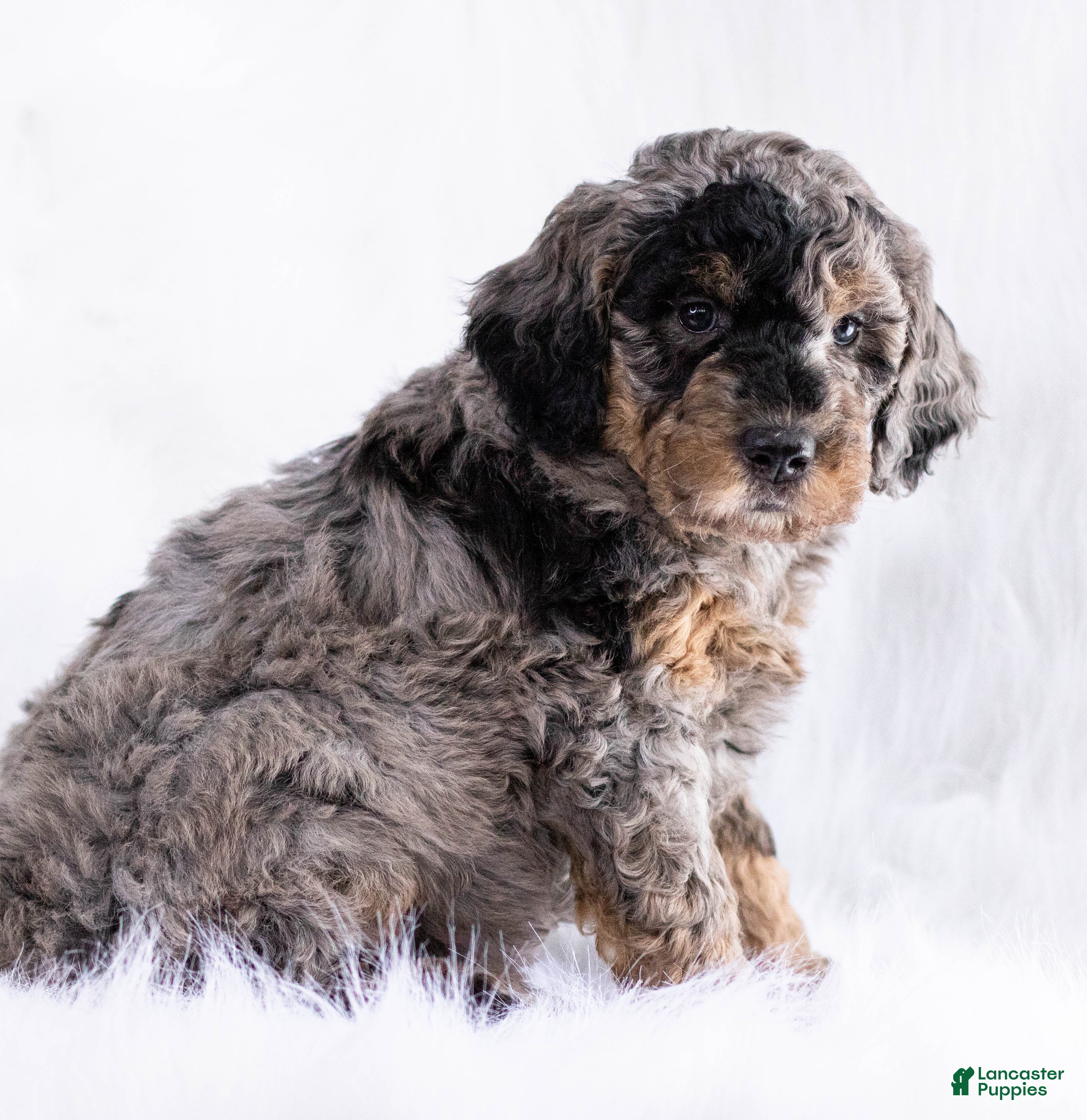 Goldendoodle dogs Cocoa - Ad 17